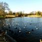 Regent's Park lake and birds